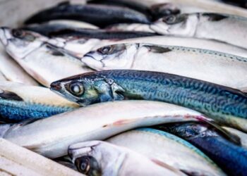Coldiretti: evitato il taglio delle giornate di pesca