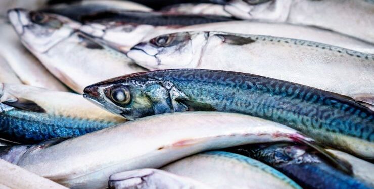 Coldiretti: evitato il taglio delle giornate di pesca